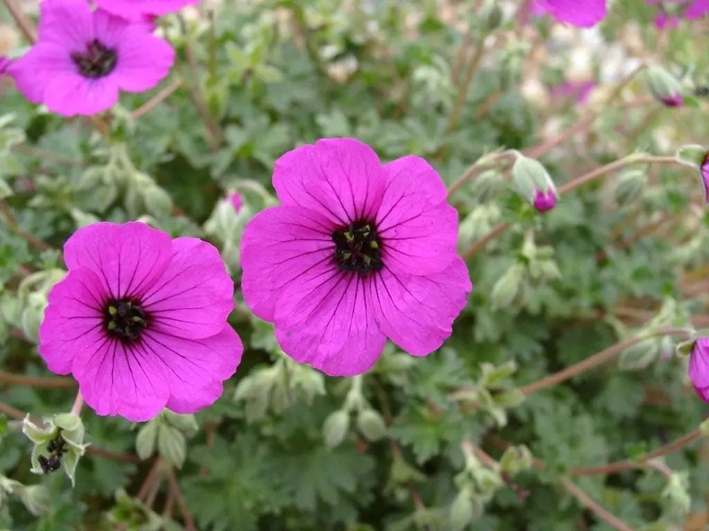 Aschgrauer Storchschnabel 'Signal' von Stauden Gänge, blühende Staude mit silbrigen Blättern und zarten rosa Blüten.