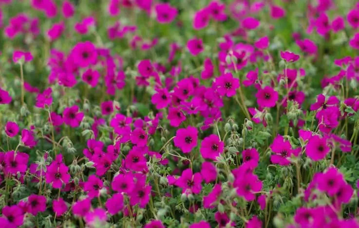 Aschgrauer Storchschnabel Geranium cinereum 'Signal' als Staude von Stauden Gänge, mit silbrig-grünen Blättern und blühenden rosa Blüten