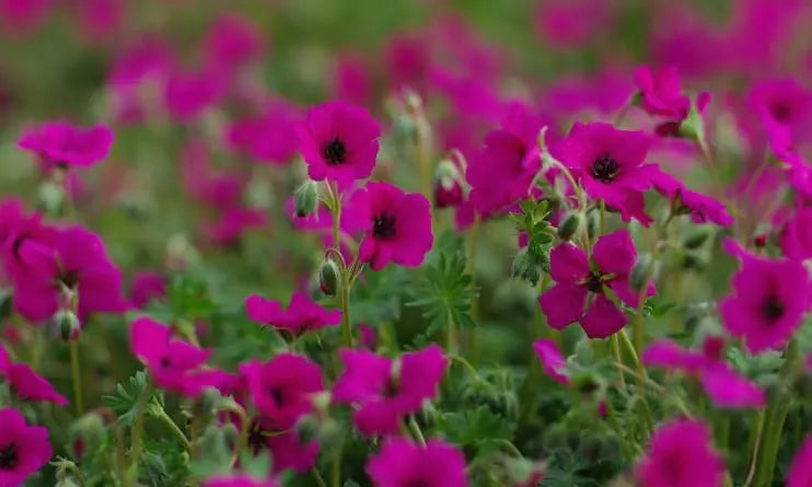 Aschgrauer Storchschnabel Geranium cinereum 'Signal' als Staude mit bläulich-silbernen Blättern, von Stauden Gänge.