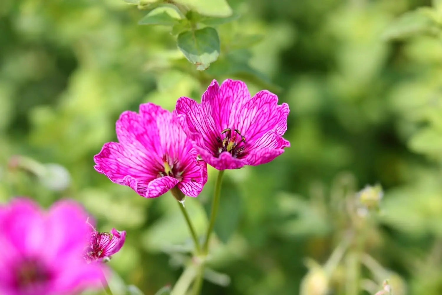 Aschgrauer Storchschnabel Geranium cinereum 'Signal' Staude mit blauen Blüten, wächst auf einem Gartenboden, von Stauden Gänge.