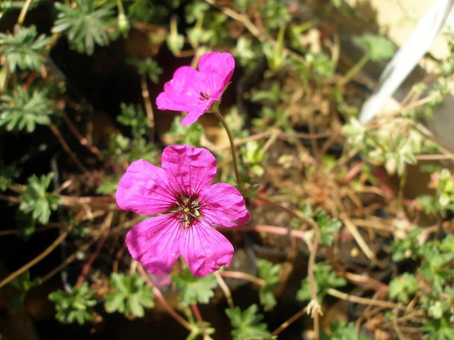 Aschgrauer Storchschnabel Geranium cinereum 'Signal' Staude mit blauen Blüten und silbrig-grünen Blättern, Stauden Gänge.