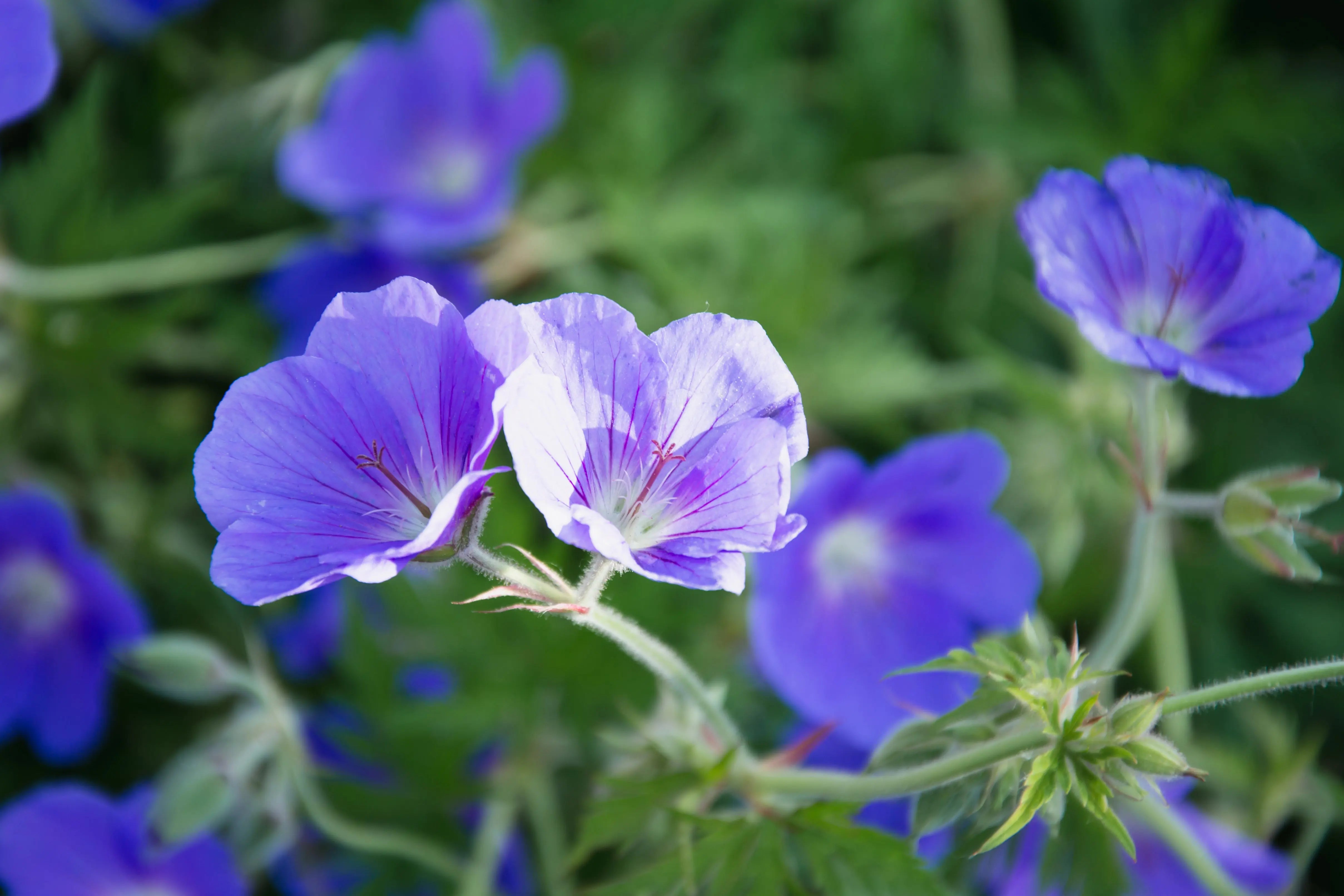 Geranium clarkei 'Kashmir Purple' Staude von Stauden Gänge, blühende Pflanze mit lila Blüten, ideal für Garten und Staudenbeete