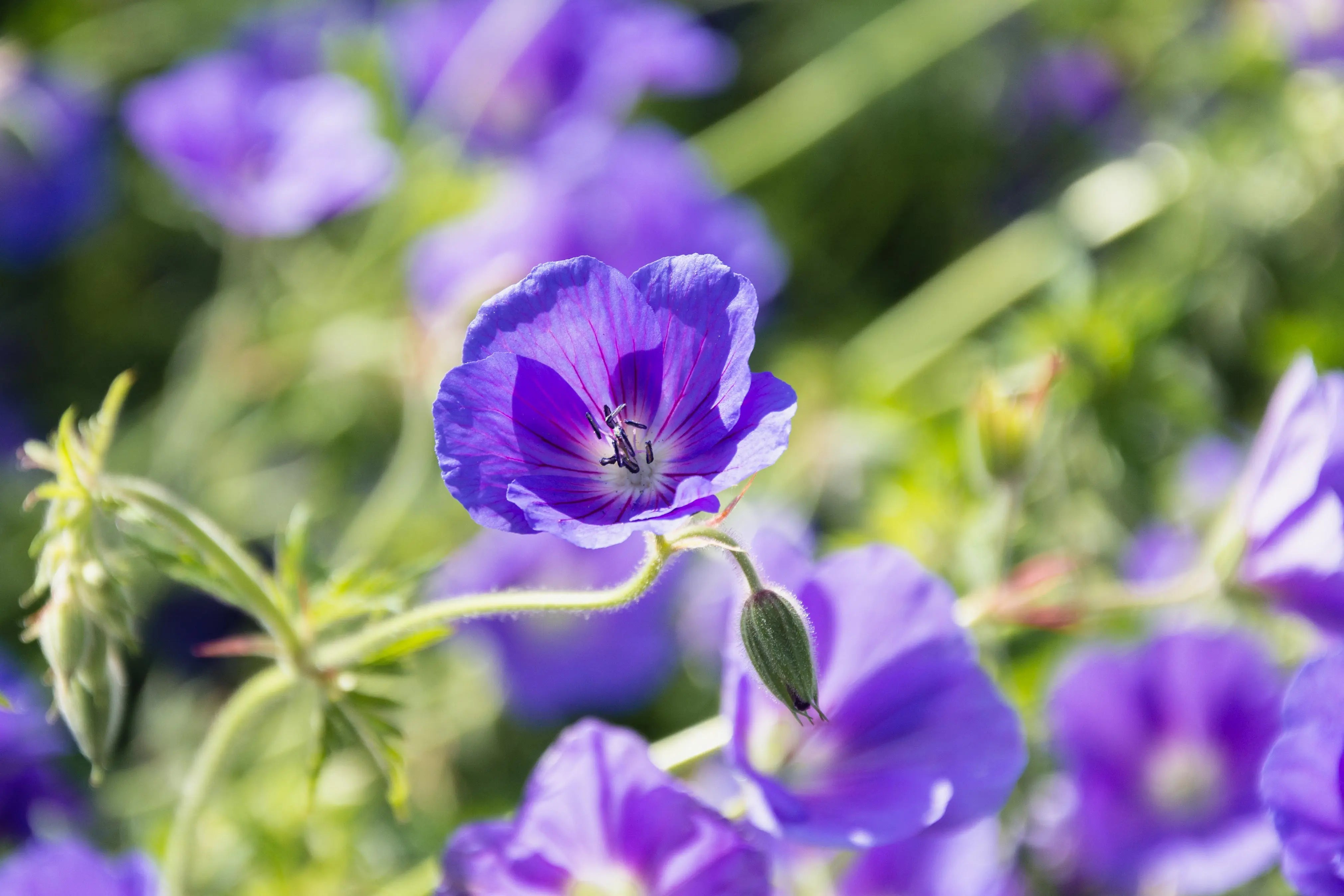 Geranium clarkei 'Kashmir Purple' - Clarkes Storchschnabel Staude, blühende Pflanze mit lila Blüten, Stauden Gänge