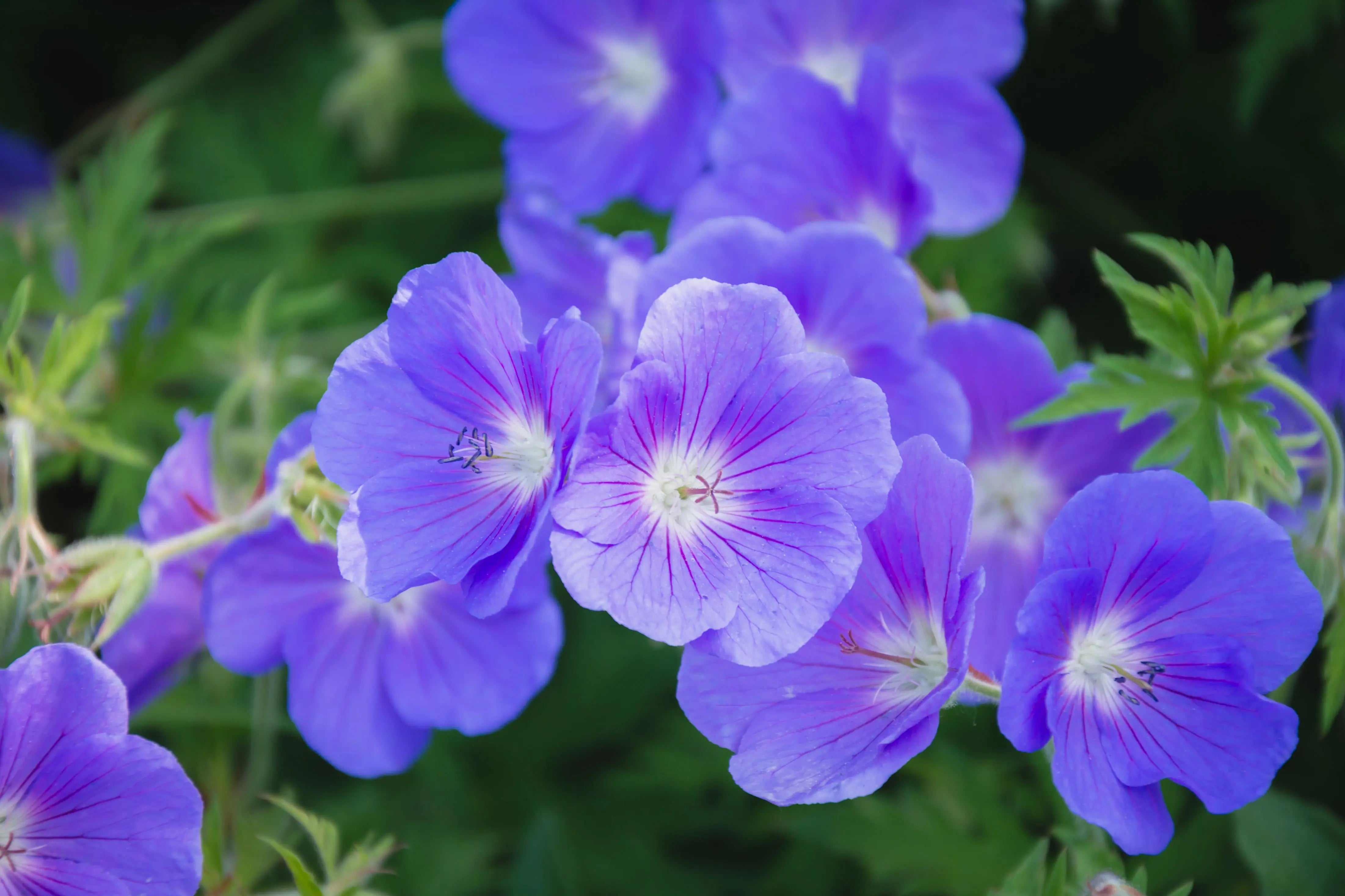Geranium clarkei 'Kashmir Purple' Staude von Stauden Gänge, blühende Clarkes Storchschnabel Pflanze mit lila Blüten.