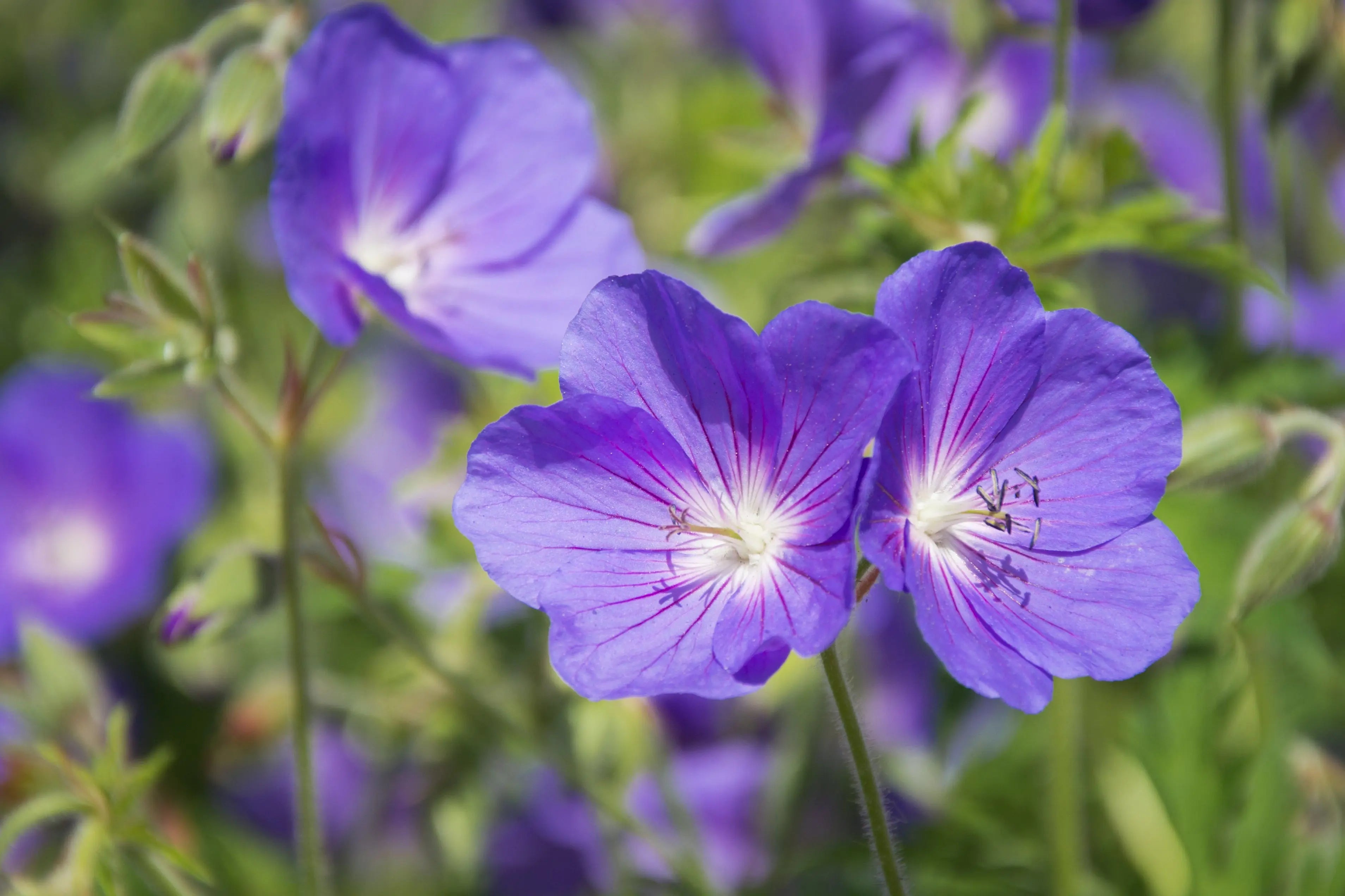 Bunte Geranium clarkei 'Kashmir Purple' Staude mit lila Blüten, im Garten, von Stauden Gänge, Nahaufnahme