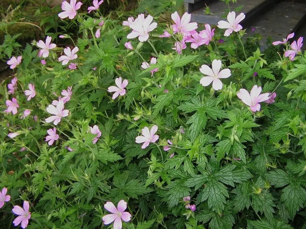 Geranium endressii, Pyrenäen-Storchschnabel, Staude von Stauden Gänge, blühende Pflanze mit grünen Blättern