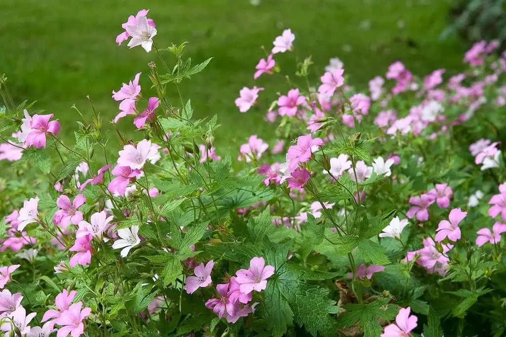 Geranium endressii Staude vom Markenhersteller Stauden Gänge, blühender Pyrenäen-Storchschnabel mit grünen Blättern