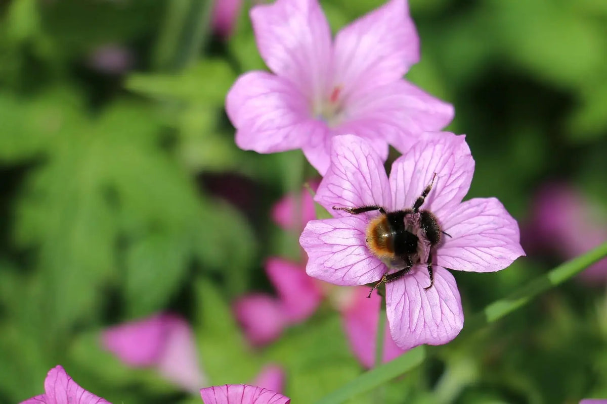 Geranium endressii Pyrenäen-Storchschnabel Staude von Stauden Gänge mit rosa Blüten und grünem Laub in Gartenszene