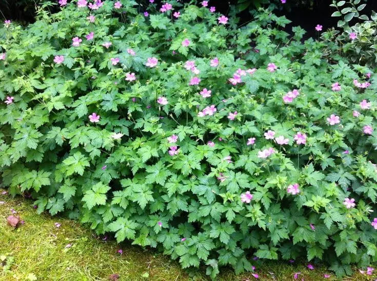 Geranium endressii Staude vom Stauden Gänge, Pyrenäen-Storchschnabel mit roten Blüten und grünen Blättern.