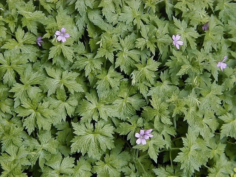 Geranium endressii Pyrenäen-Storchschnabel Staude von Stauden Gänge, dicht blühende Pflanze mit grünen Blättern