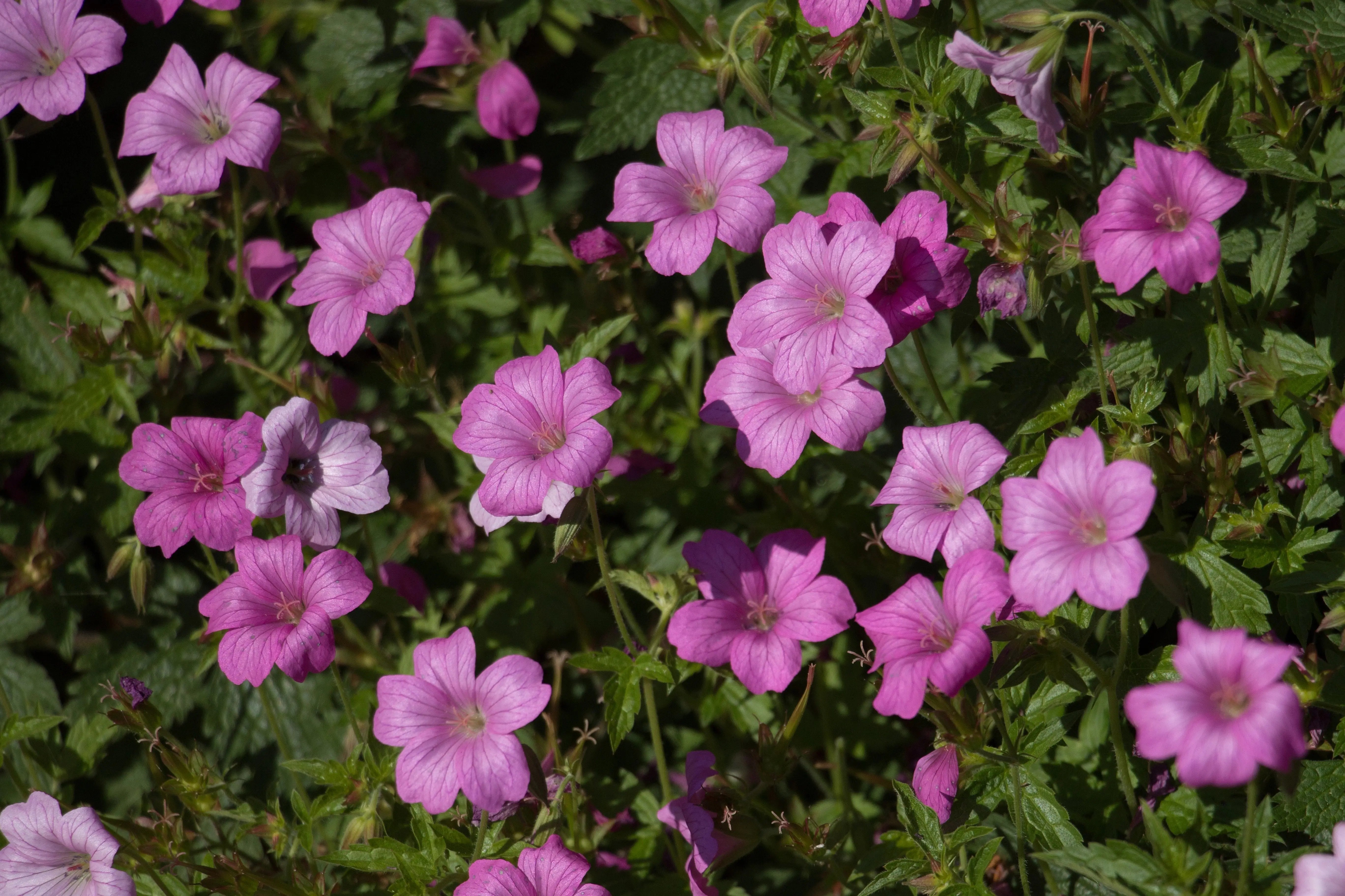 Geranium endressii 'Wargrave Pink' Pyrenäen-Storchschnabel, blühende Staude mit rosa Blüten, von Stauden Gänge