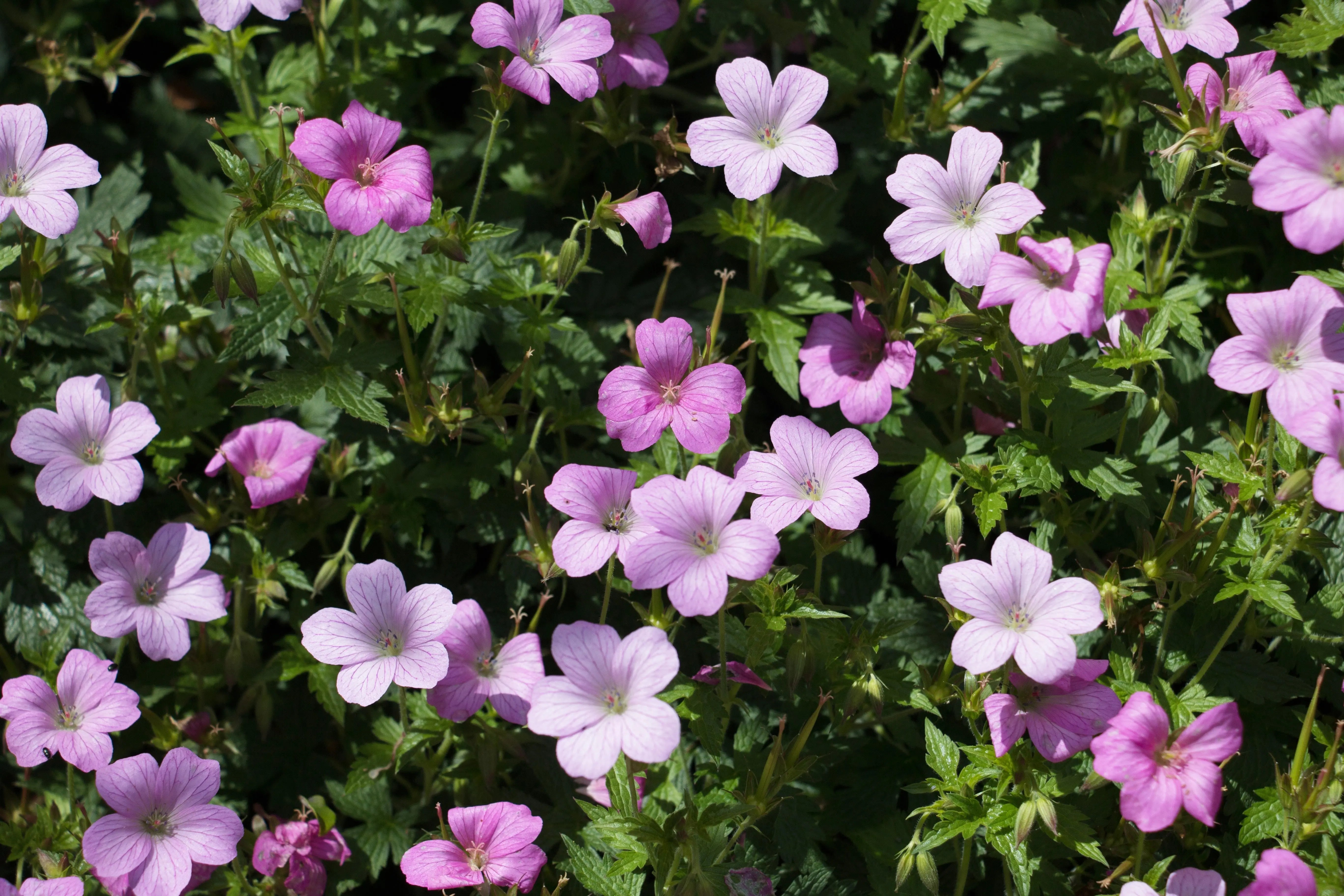 Geranium endressii 'Wargrave Pink' Staude vom Pyrenäen-Storchschnabel, blühende Staude mit rosa Blüten in Garten.