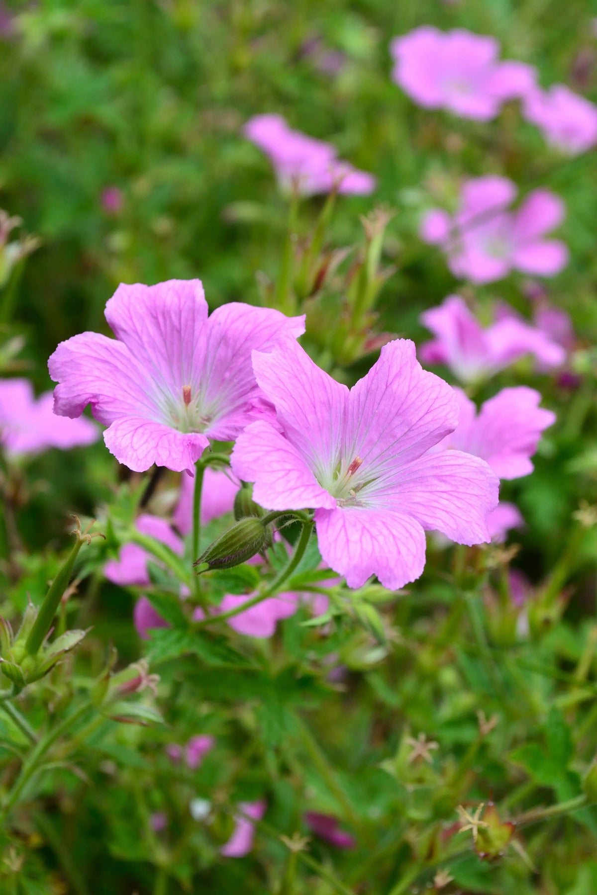 Geranium endressii 'Wargrave Pink' Pyrenäen-Storchschnabel, blühende Staude mit rosa Blüten, Stauden Gänge