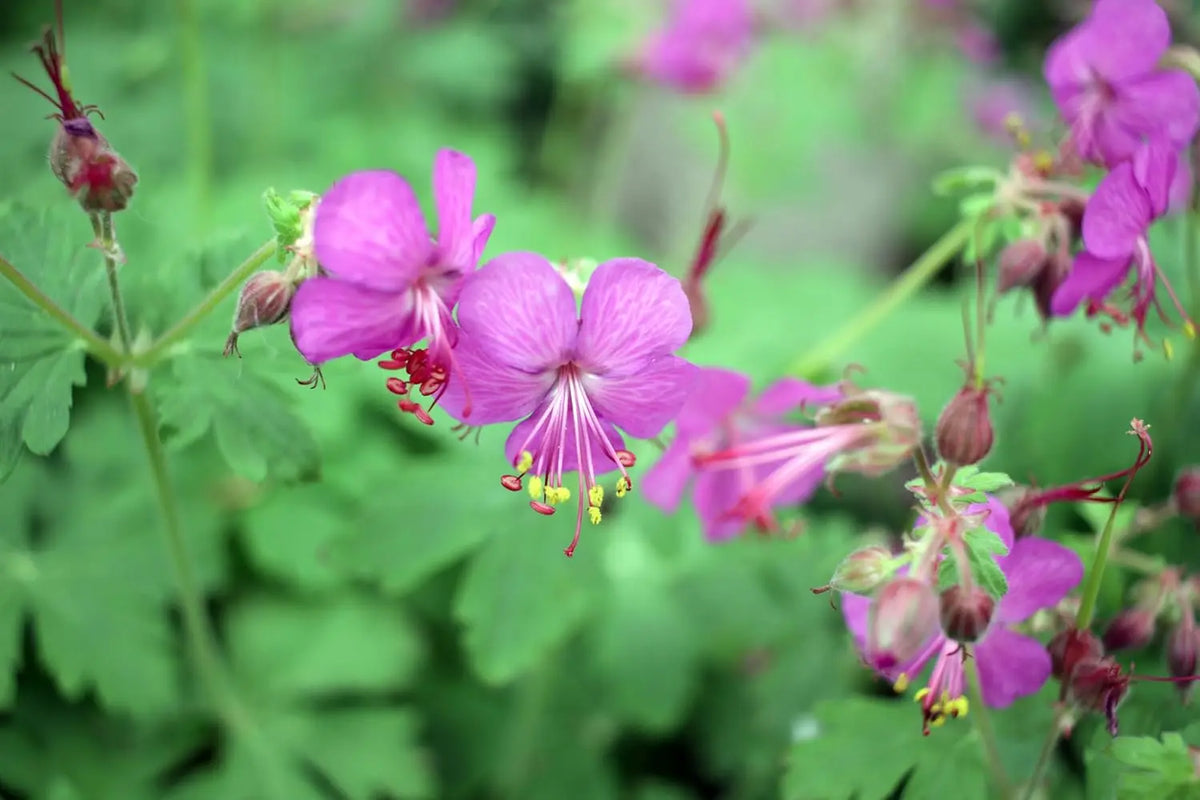 Balkan Storchschnabel Geranium macrorrhizum 'Bevan's Variety' Staude, grüne Blätter und blaue Blüten, Stauden Gänge