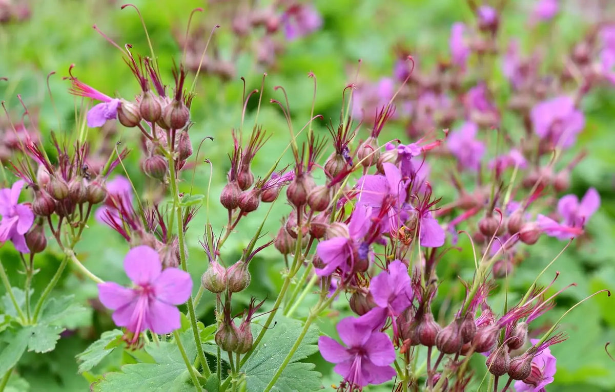 Geranium macrorrhizum 'Bevan's Variety' Balkanstorchschnabel Staude, grüne Blätter und Blüten, von Stauden Gänge
