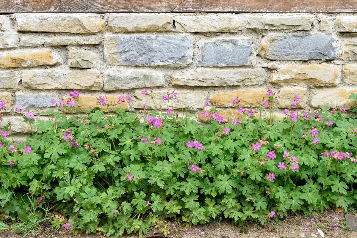 Balkan Storchschnabel Geranium macrorrhizum 'Bevan's Variety' Staude mit grünen Blättern und rosa Blüten, Stauden Gänge