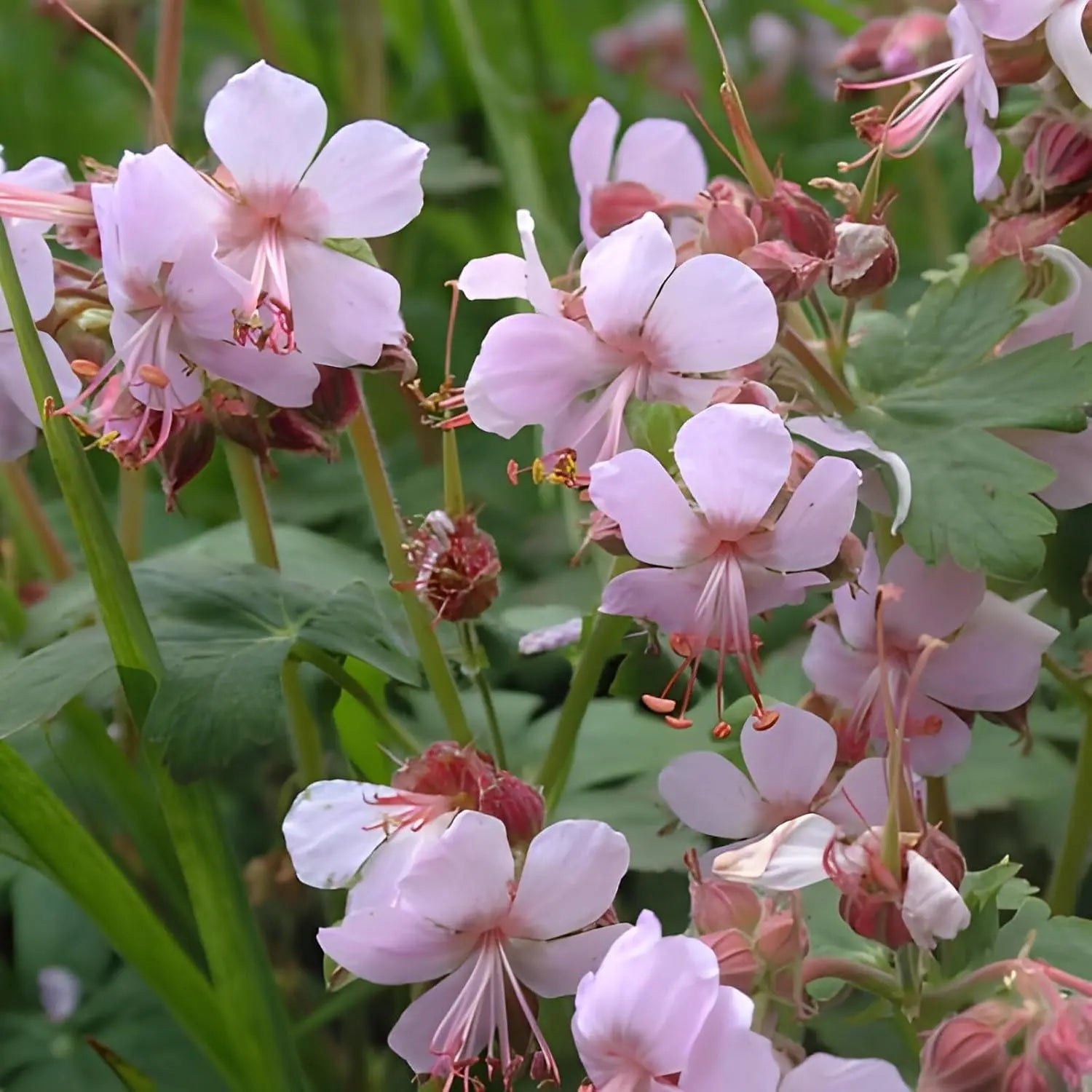 Balkan Storchschnabel Geranium macrorrhizum ‚Ingwersen's Variety‘ Staude, grüne Blätter und blühende rosa Blüten, Stauden Gänge