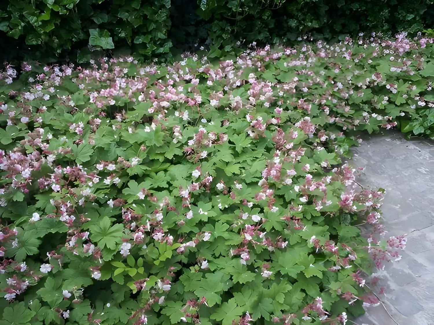 Balkan Storchschnabel Geranium macrorrhizum ‚Ingwersen's Variety‘ Staude, grüne Blätter und zarte Blüten, Stauden Gänge