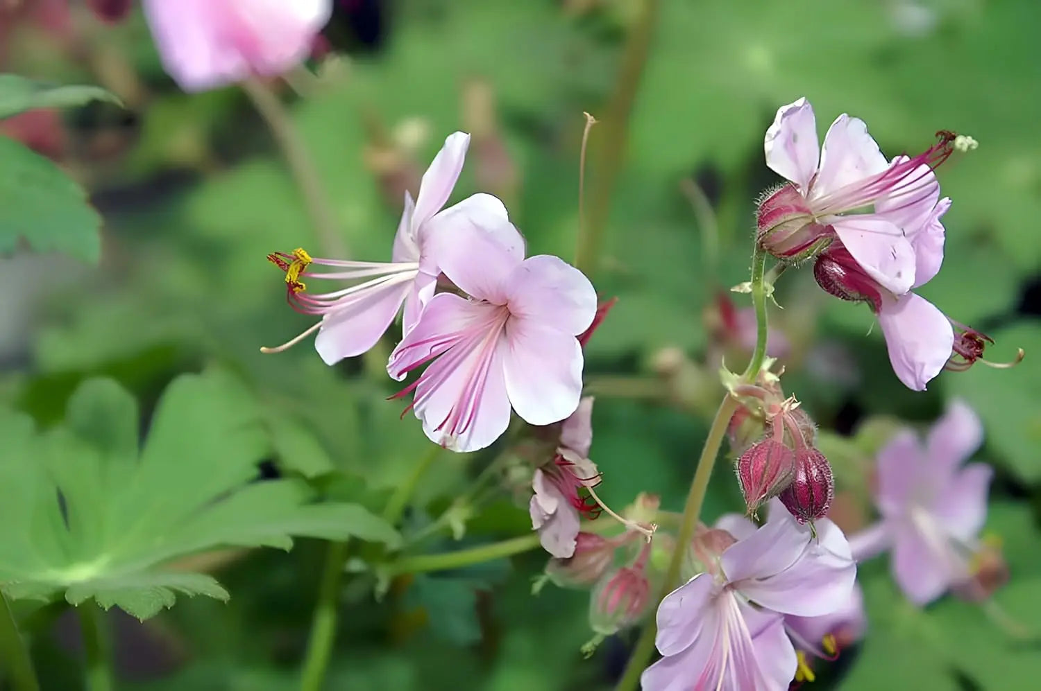 Geranium macrorrhizum ‚Ingwersen's Variety‘ Staude von Stauden Gänge, Balkan Storchschnabel mit grünen Blättern und rosa Blüten