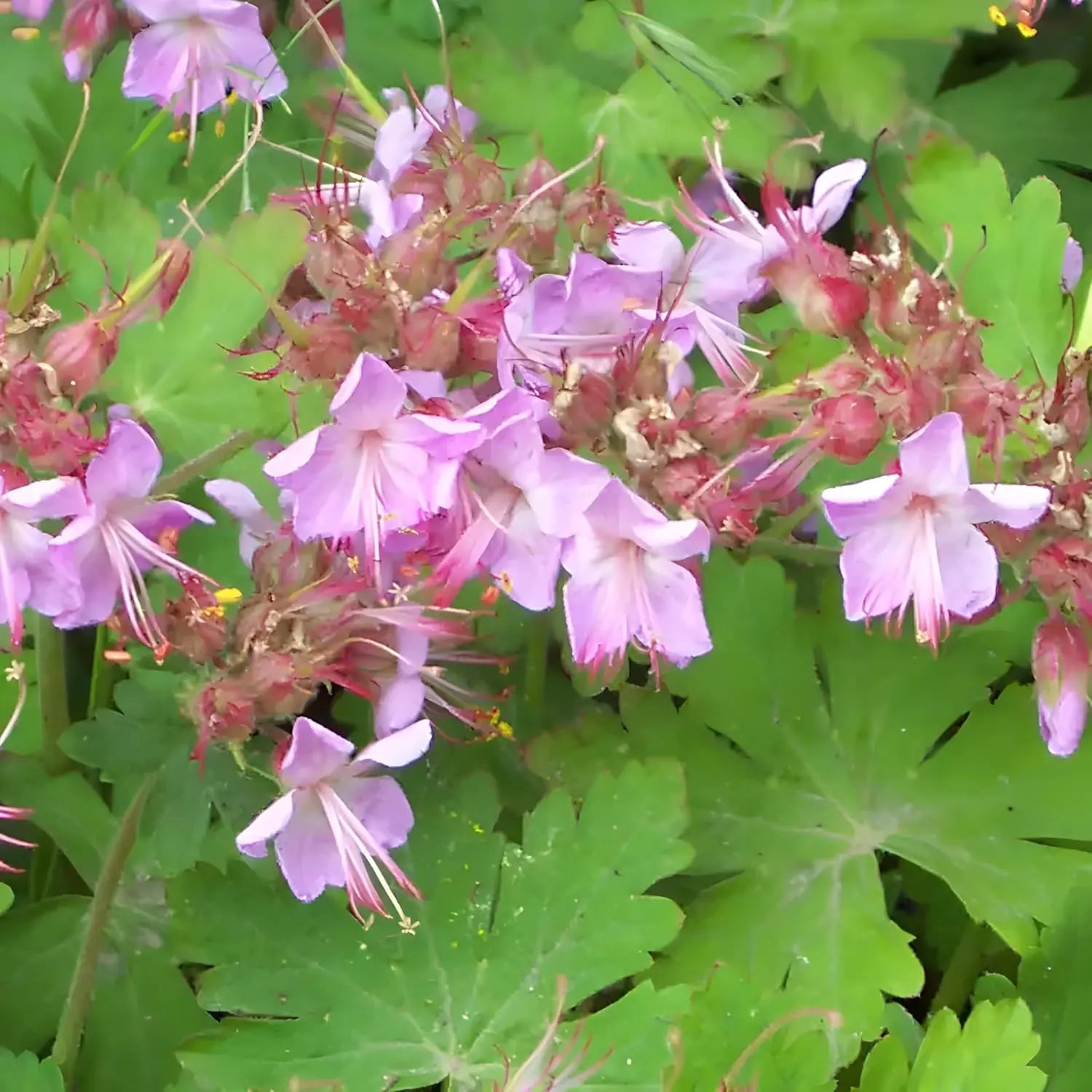 Balkan Storchschnabel Geranium macrorrhizum ‚Ingwersen's Variety‘, Staude mit grünen Blättern und rosa Blüten, von Stauden Gänge