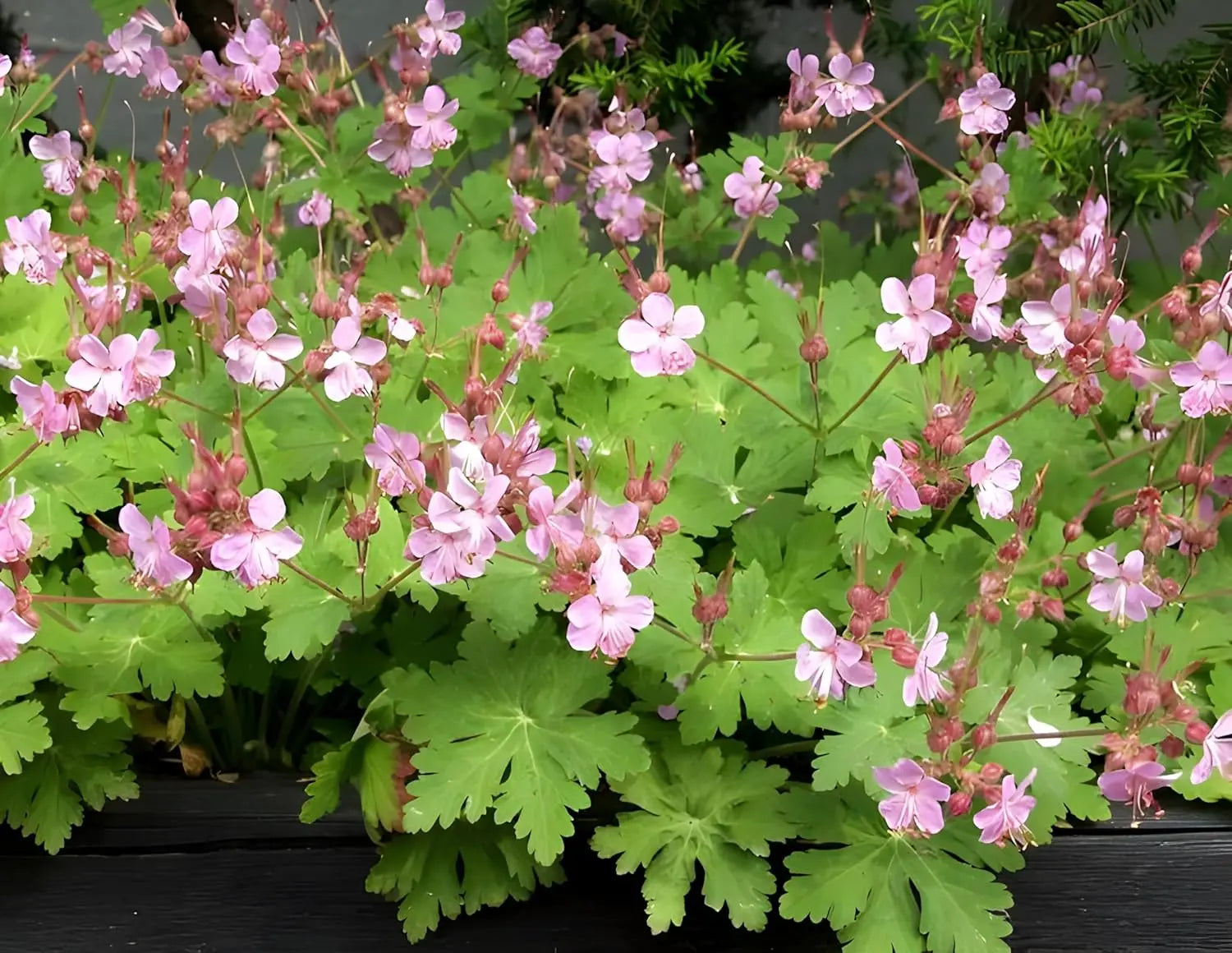 Geranium macrorrhizum ‚Ingwersen's Variety‘ Balkan Storchschnabel, Staude von Stauden Gänge, grüne Blätter und blühende Pflanze
