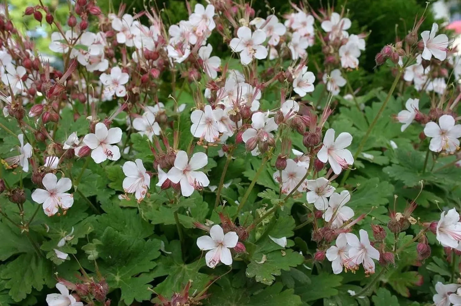 Balkan Storchenschnabel Geranium macrorrhizum 'Spessart' Staude, grüne Blätter und blühende rosa Blüten, Stauden Gänge.