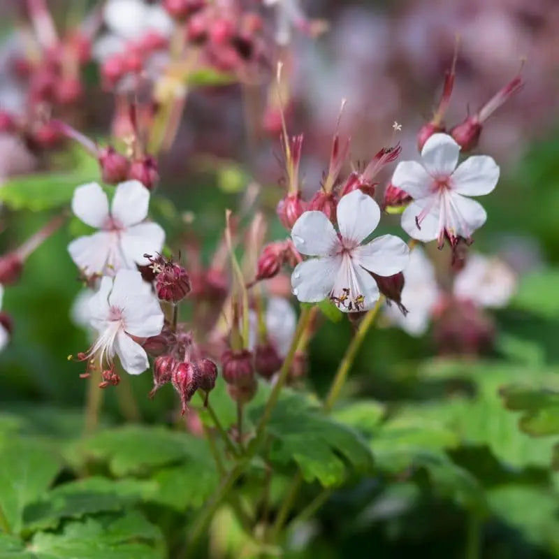 Balkan Storchenschnabel Geranium macrorrhizum 'Spessart' Staude, blühende Pflanze mit grünen Blättern, von Stauden Gänge