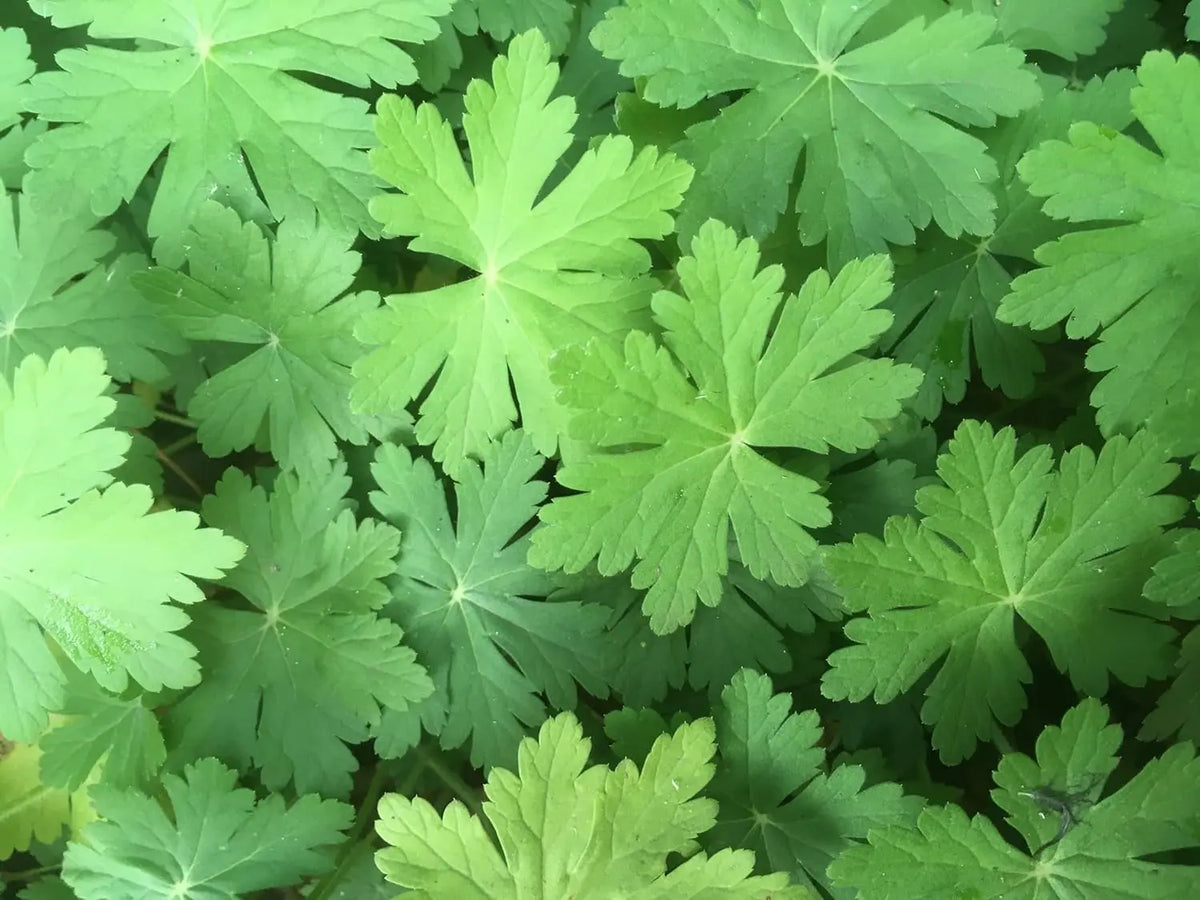 Balkan Storchenschnabel Geranium macrorrhizum 'Spessart' Staude, grüne Blätter und zarte Blüten, Stauden Gänge.