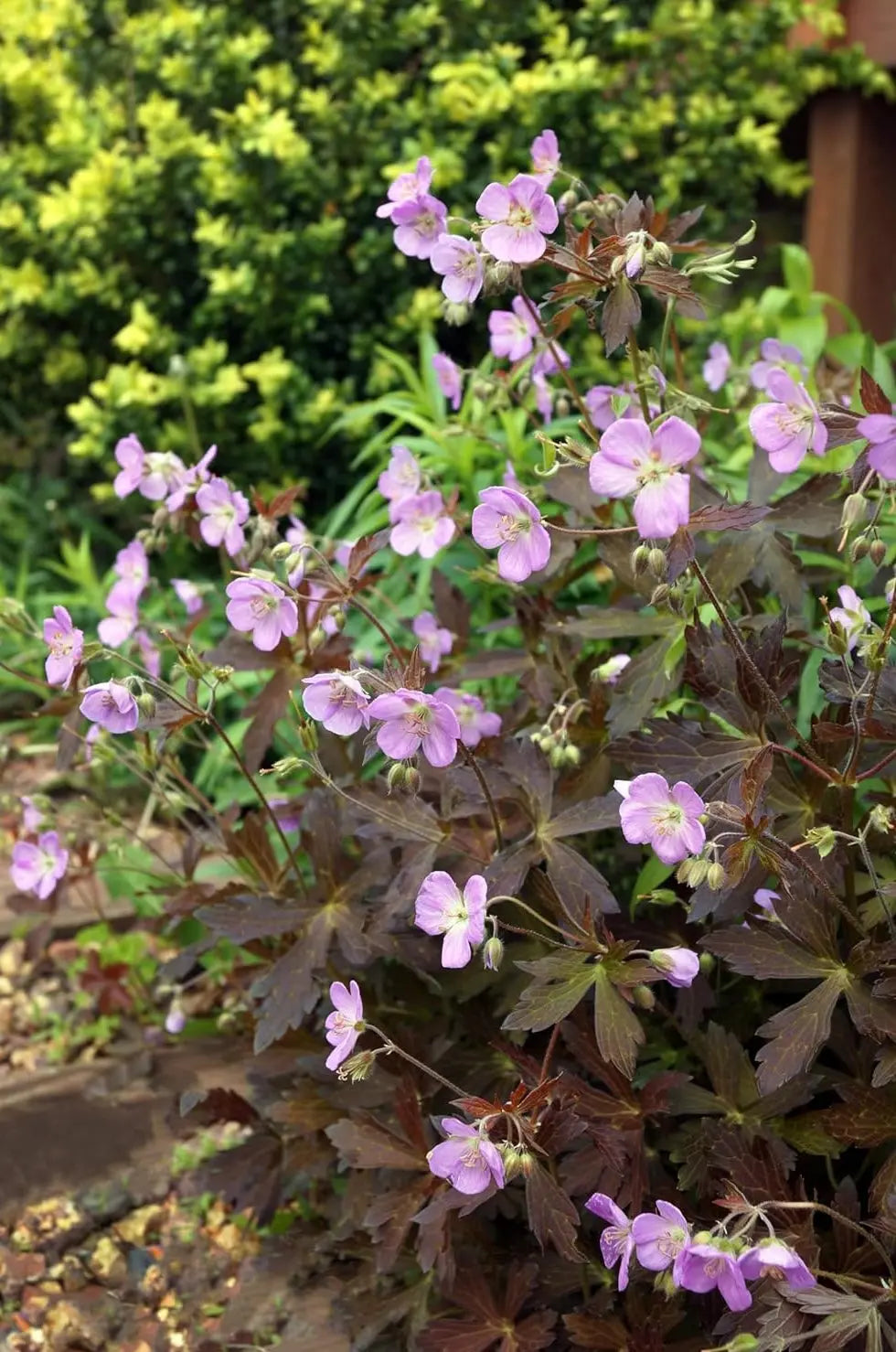 Dunkelblättriger Storchschnabel Geranium maculatum 'Espresso' Staude, grüne Blätter und zarte Blüten, Stauden Gänge.