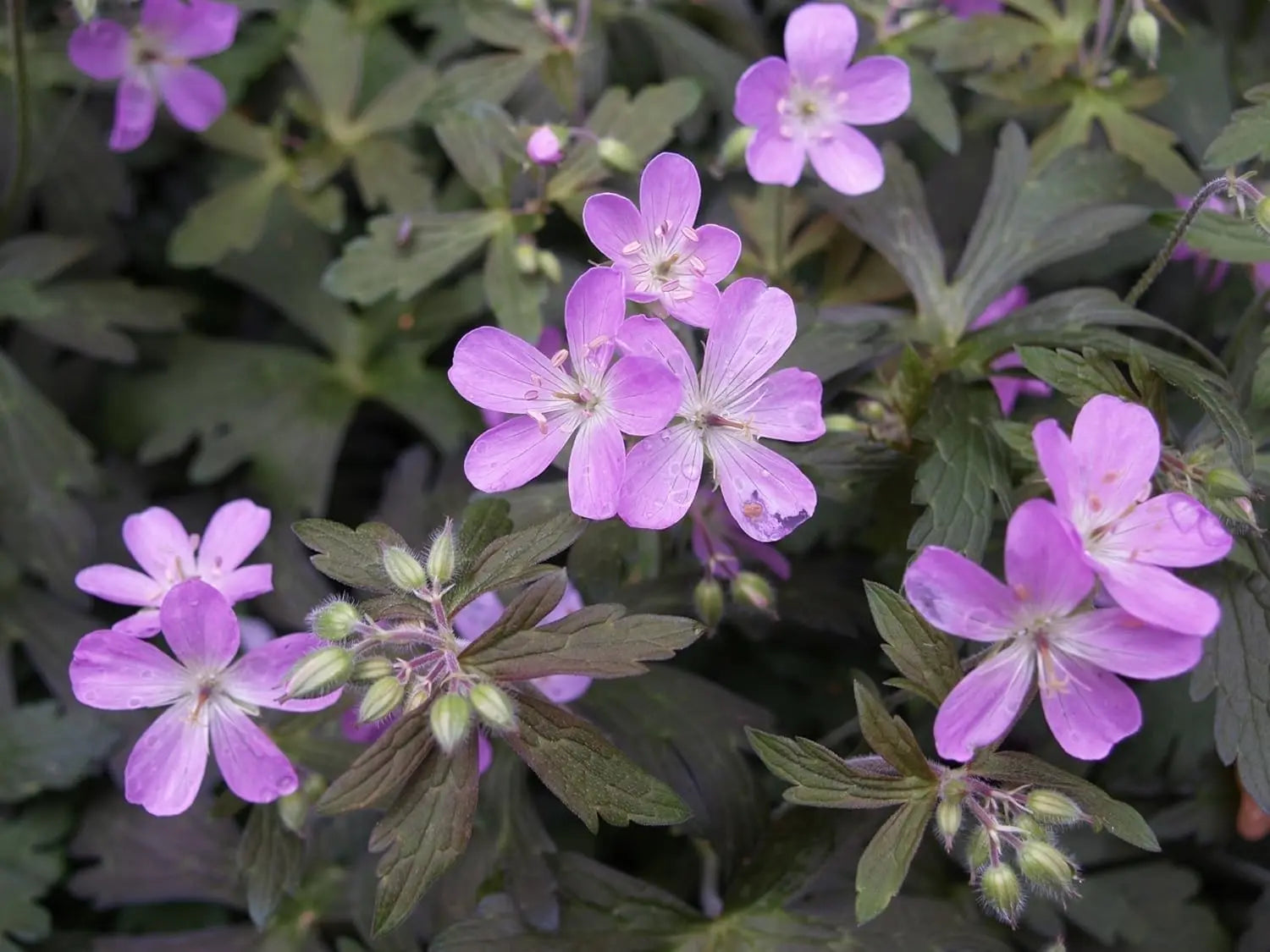 Dunkelblättriger Storchschnabel Geranium maculatum 'Espresso' als Staudenpflanze, mit dunklen Blättern und zarten Blüten.