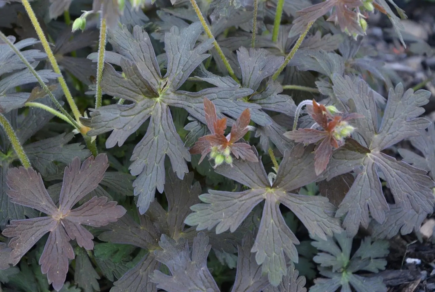 Dunkelblättriger Storchschnabel Geranium maculatum 'Espresso' als Staude mit dunklen Blättern, von Stauden Gänge.