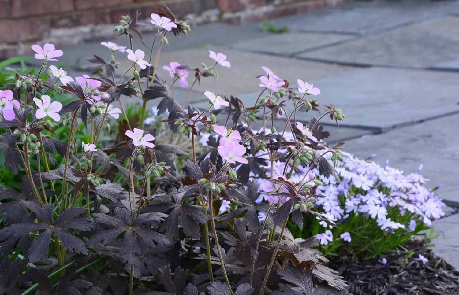 Dunkelblättriger Storchschnabel Geranium maculatum 'Espresso' als Staude, mit dunkelgrünen Blättern und zarten Blüten.