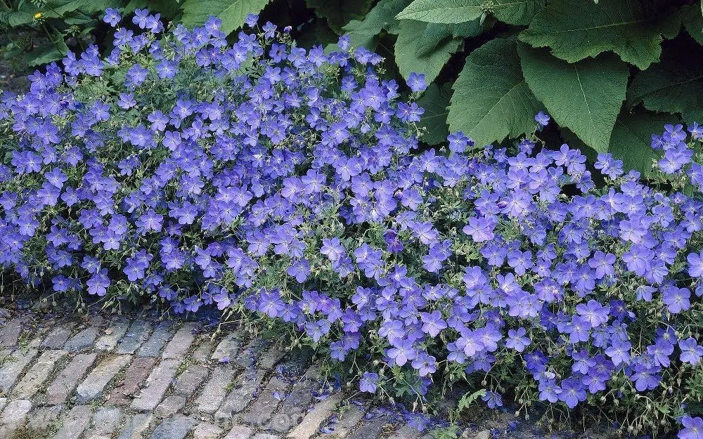 Blaue Geranium pratense 'Johnson's Blue', robuste Staude mit blauen Blüten, im Garten bei Stauden Gänge.