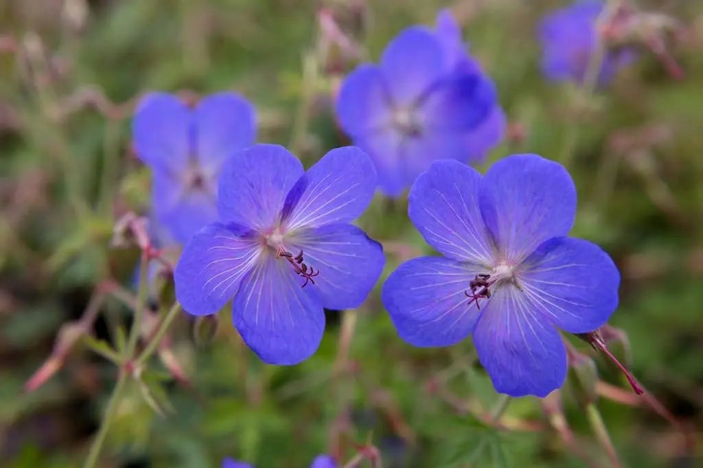 Blauer Storchschnabel Geranium pratense 'Johnson's Blue' Staude mit blauen Blüten, gedeiht in Stauden Gänge Gärten.