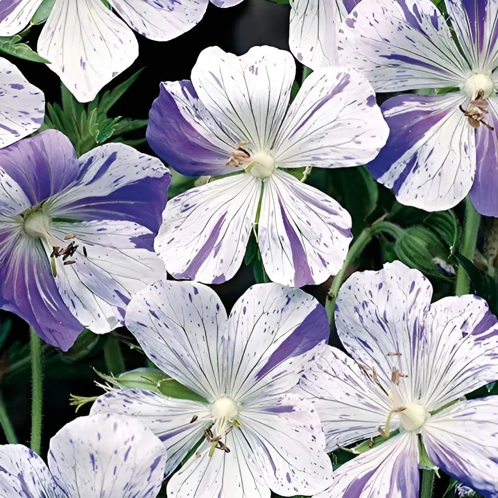 Bunter Storchschnabel Geranium pratense 'Splish Splash' Staude von Stauden Gänge mit bunten Blüten und grünem Laub
