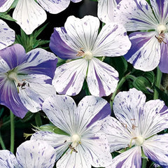 Bunter Storchschnabel Geranium pratense 'Splish Splash' Staude von Stauden Gänge mit bunten Blüten und grünem Laub