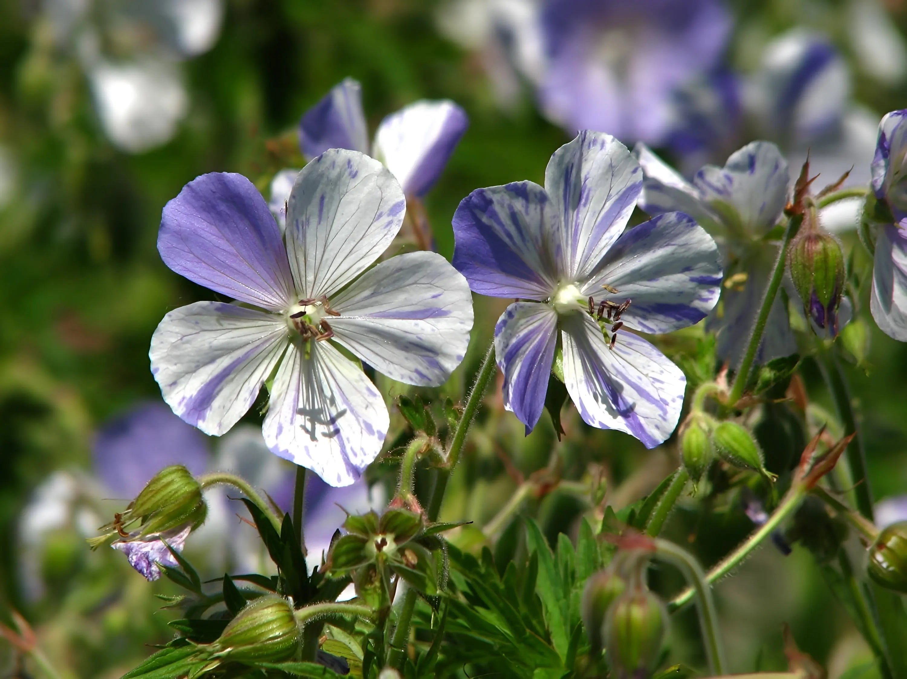 Bunter Storchschnabel Geranium pratense 'Splish Splash' Staude, blühende mehrfarbige Blüten, Stauden Gänge