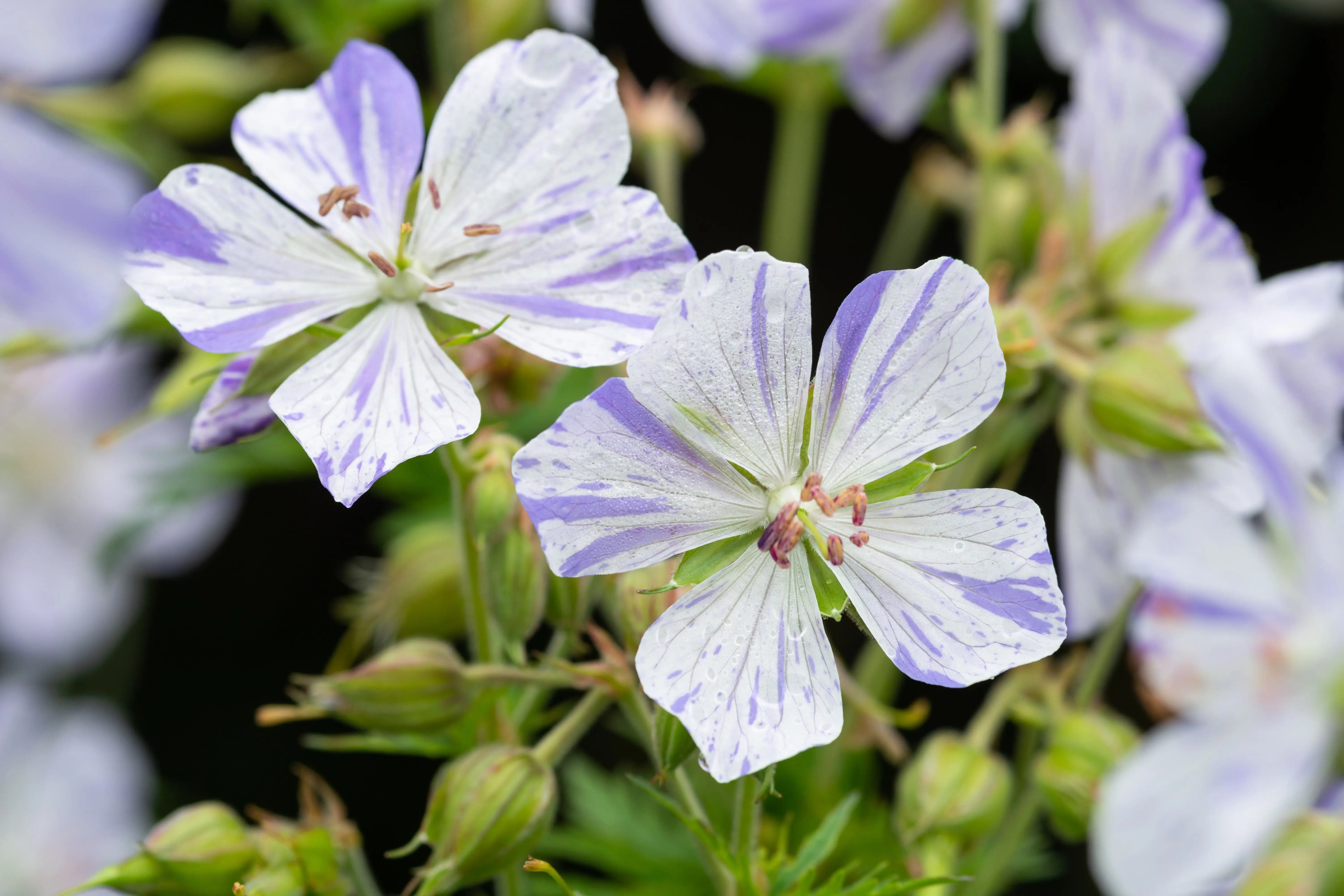 Bunter Storchschnabel Geranium pratense 'Splish Splash' Staude, blühend mit bunten Blüten, im Garten.