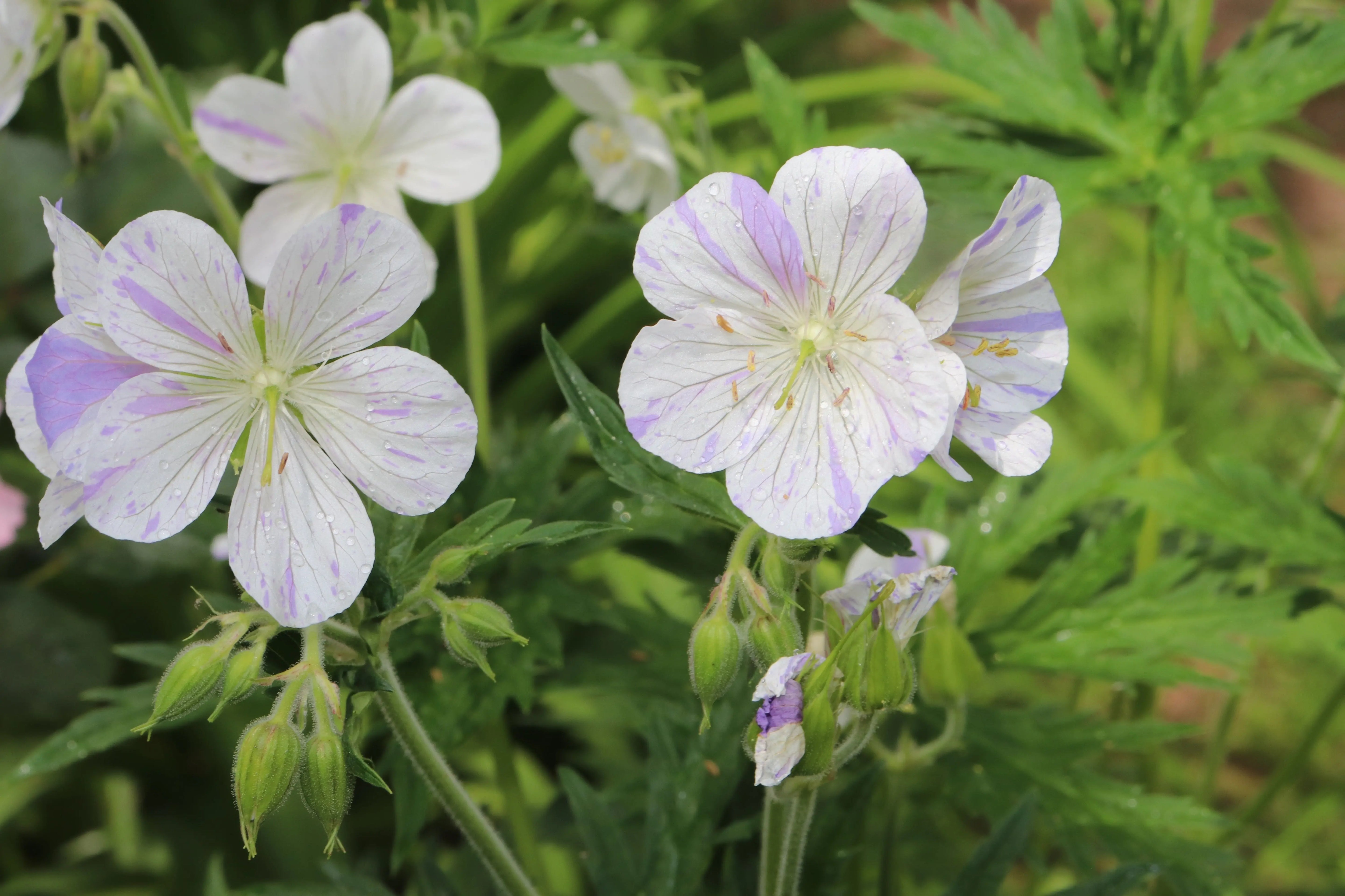 Bunter Storchschnabel Geranium pratense 'Splish Splash' Staude mit bunten Blüten, von Stauden Gänge, im Garten.