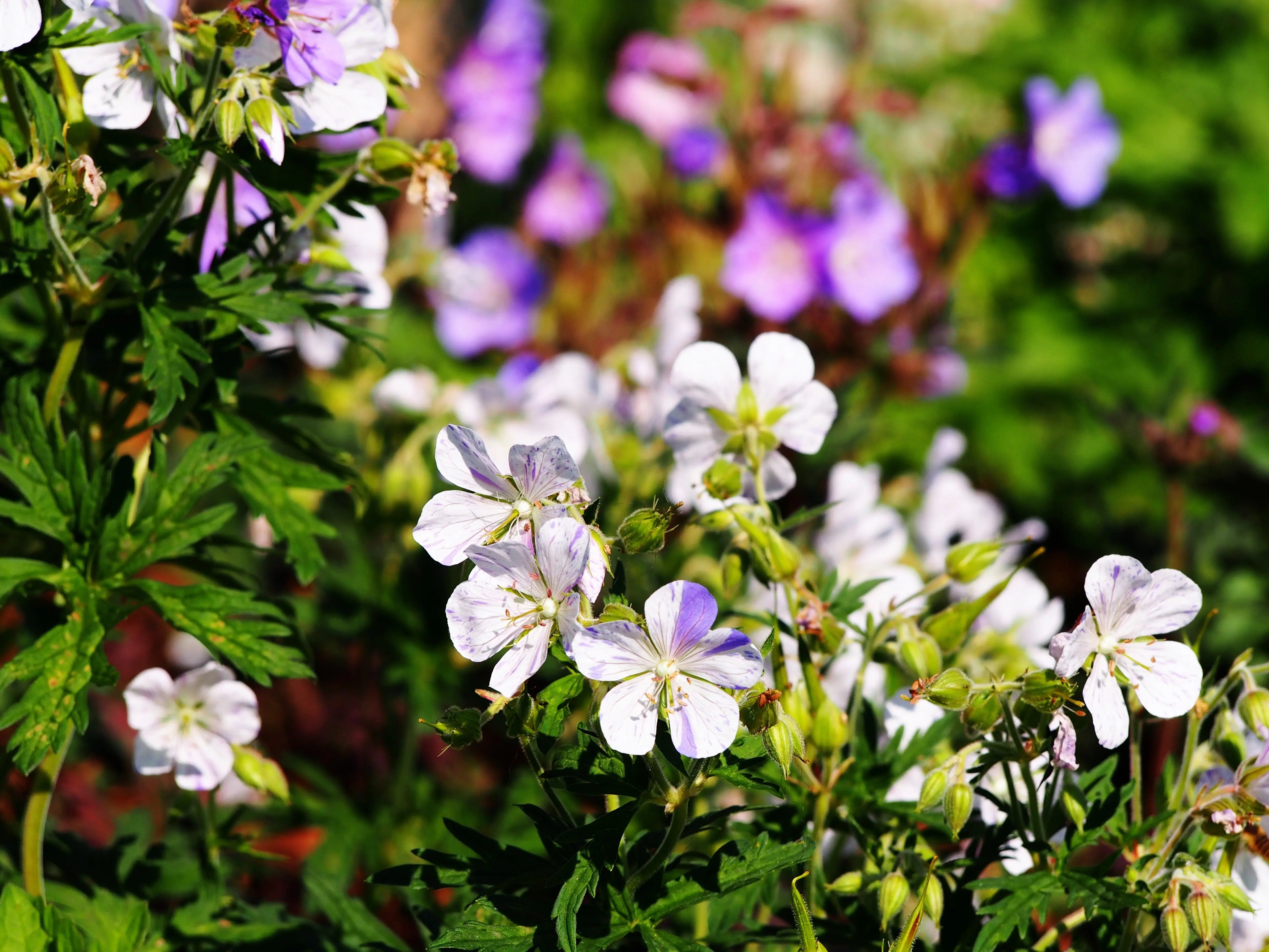 Bunter Storchschnabel Geranium pratense 'Splish Splash', Staude mit bunten Blüten, von Stauden Gänge, Nahaufnahme der Pflanze