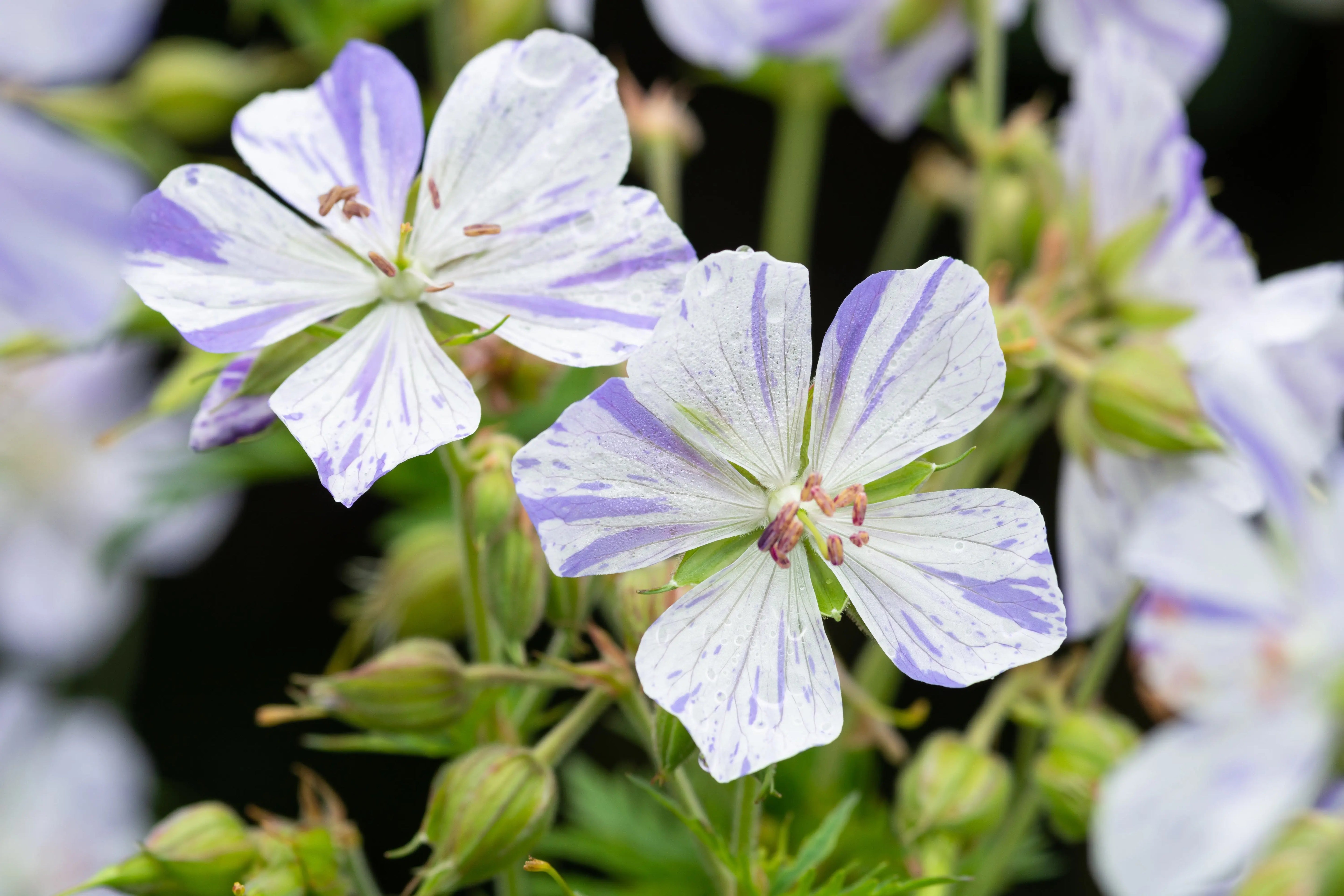 Bunter Storchschnabel Geranium pratense 'Splish Splash' Staude mit bunten Blüten, Stauden Gänge, natürliche Gartenpflanze