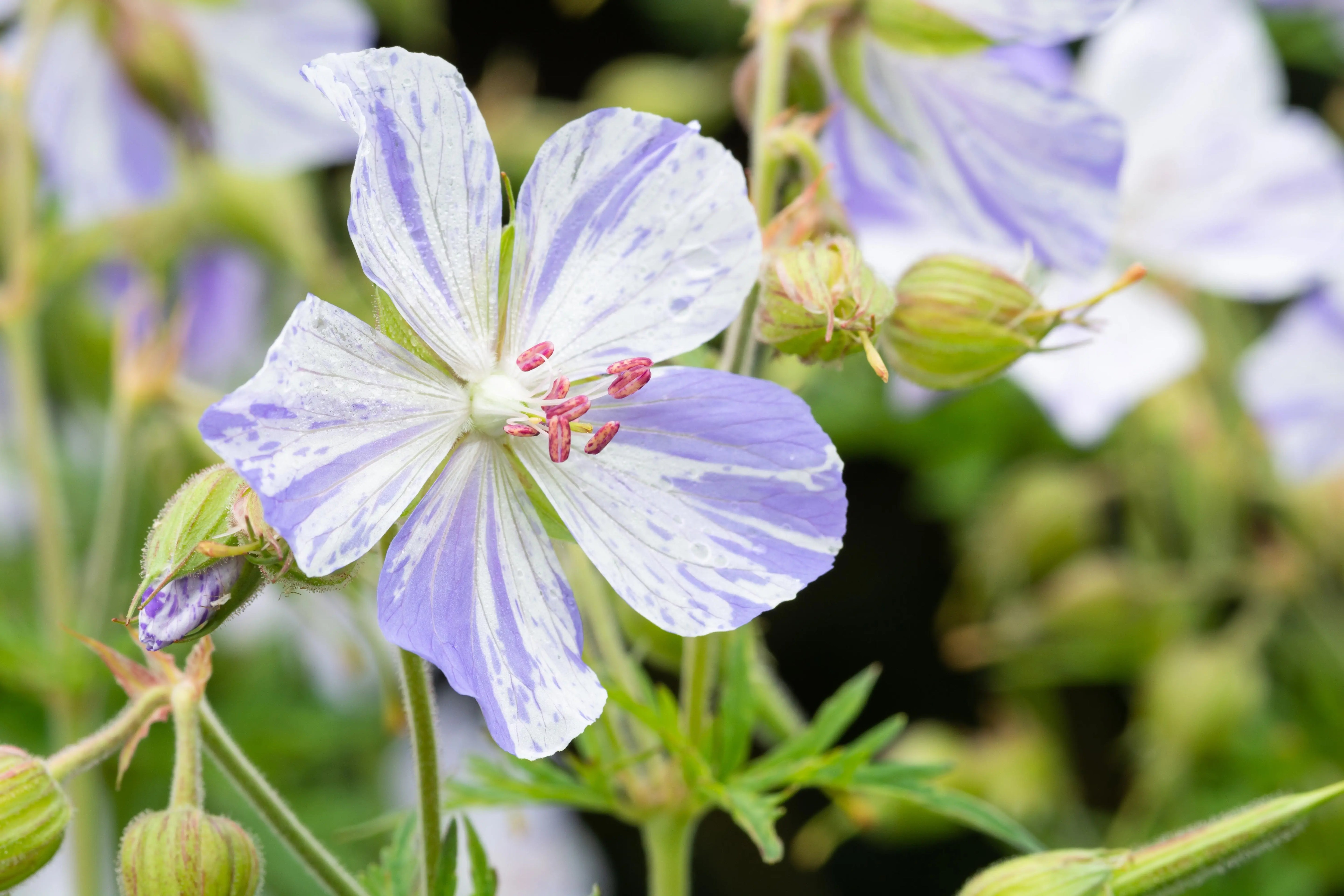 Bunter Storchschnabel Geranium pratense 'Splish Splash', Staude mit bunten Blättern und blauen Blüten, Stauden Gänge.