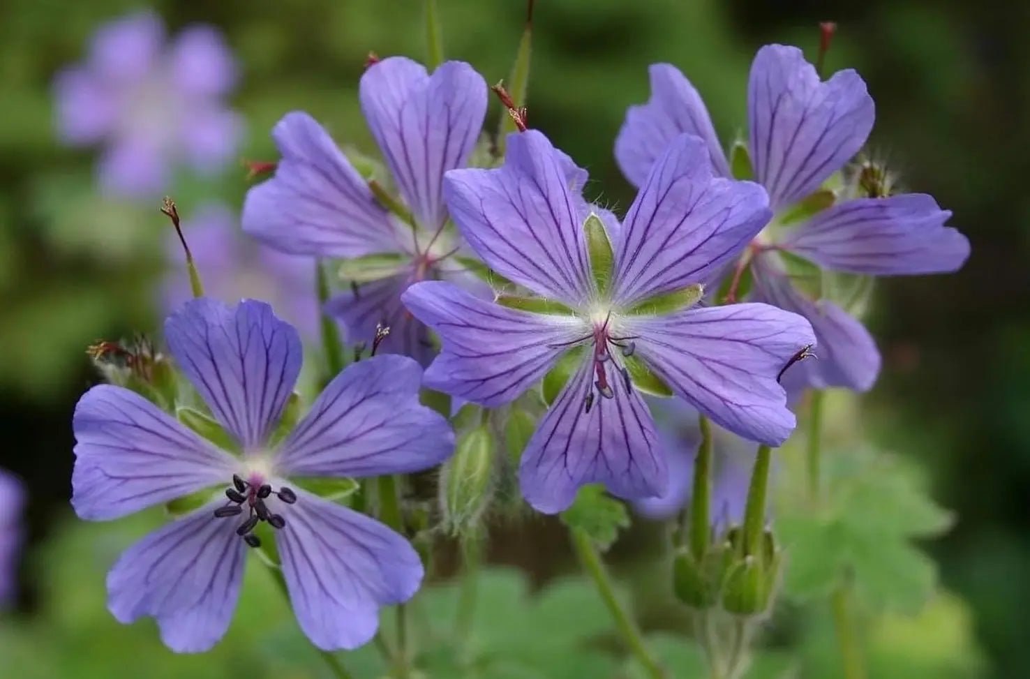 Kaukasischer Storchschnabel Geranium renardii 'Philippe Vapelle' als Staude, mit grünen Blättern und blühenden Blüten.