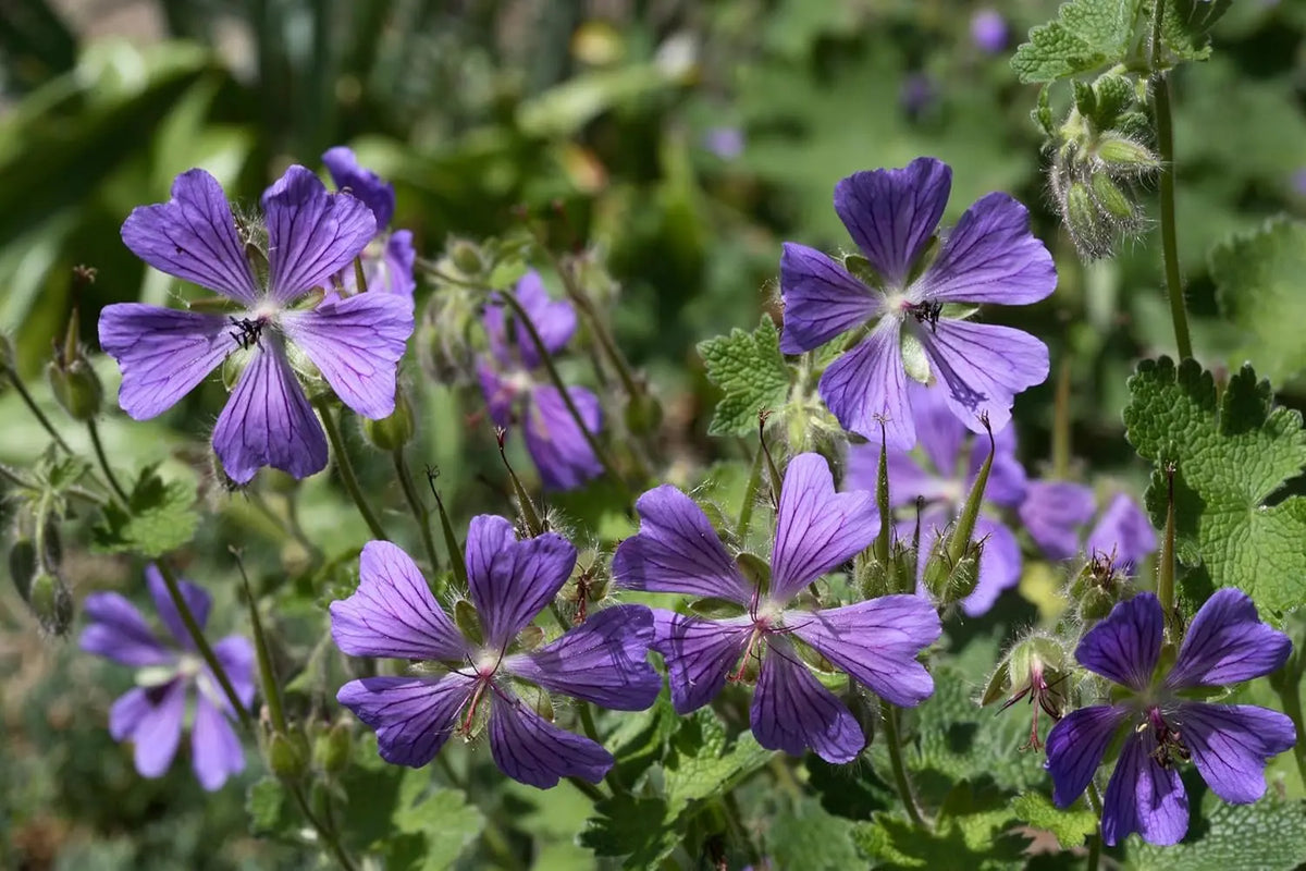 Kaukasischer Storchschnabel Geranium renardii 'Philippe Vapelle' Staude, blühend mit grünen Blättern, von Stauden Gänge