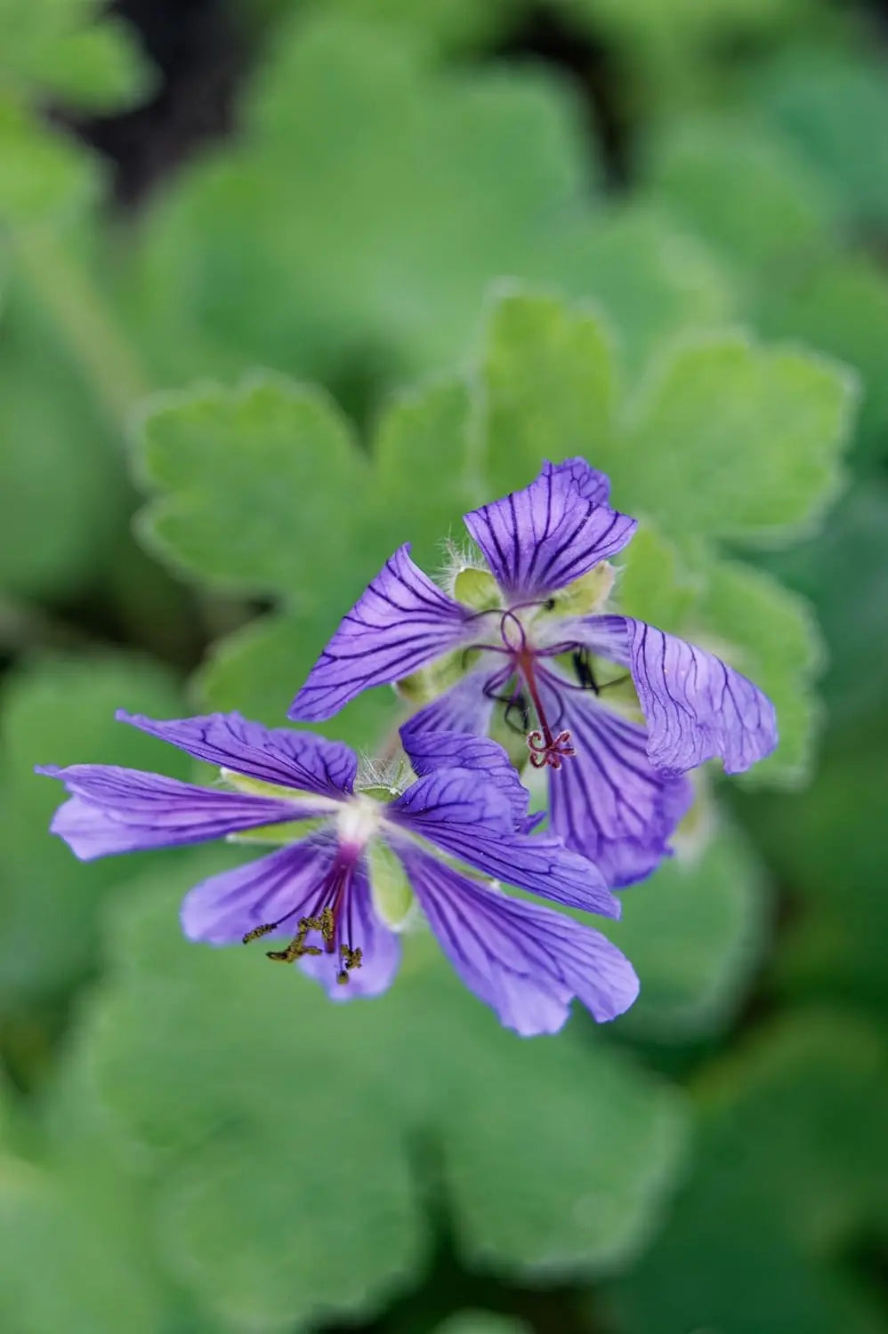 Kaukasischer Storchschnabel Geranium renardii 'Philippe Vapelle' als Staude, grüner Blätter und blühende Pflanze sichtbar