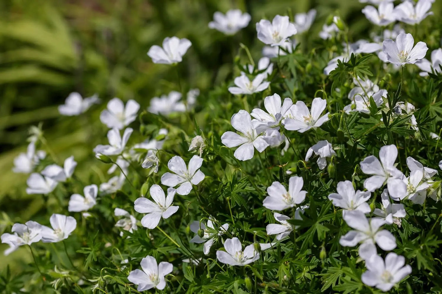 Weißer Blut Storchschnabel (Geranium sanguineum 'Album') Staude mit grünen Blättern und weißen Blüten, gedeiht im Garten.