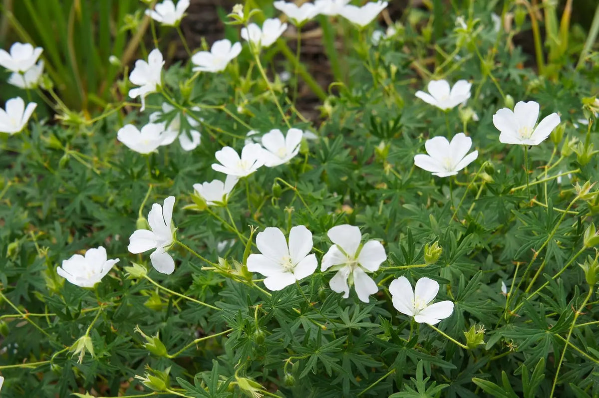 Weißer Blut Storchschnabel (Geranium sanguineum 'Album') Staude, blühend mit weißen Blüten, von Stauden Gänge.