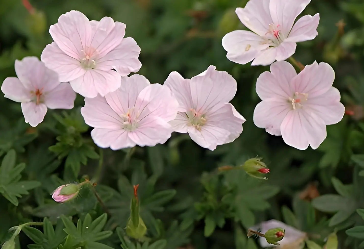 Rosa Blut Storchschnabel Geranium sanguineum 'Apfelblüte' als Staude in blühendem Garten, mit grünen Blättern.
