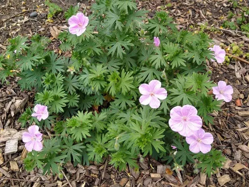 Rosa Blut Storchschnabel Geranium sanguineum 'Apfelblüte' Staude mit pinken Blüten, im Garten bei Stauden Gänge.