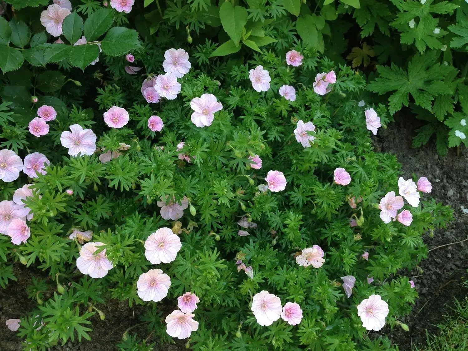 Geranium sanguineum 'Apfelblüte', rosa Blut Storchschnabel Staude, blühende Pflanze mit rosa Blüten, Stauden Gänge